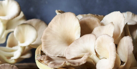 Large oyster mushrooms