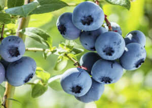 Blueberries growing