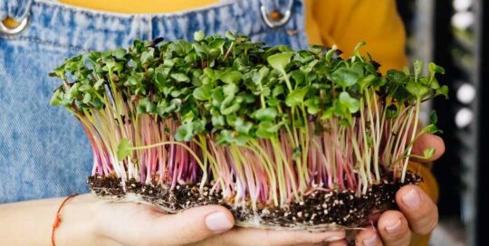 Person holding micro greens in overalls