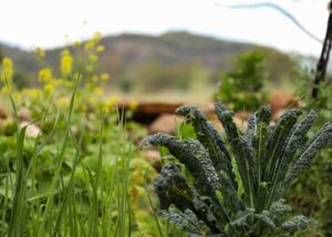 Kale and spring onion growing in an organic vegetable garden