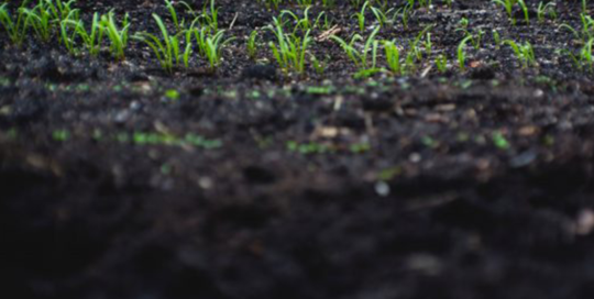 Understanding soils