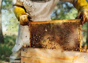 Backyard beekeeper, bees, honey