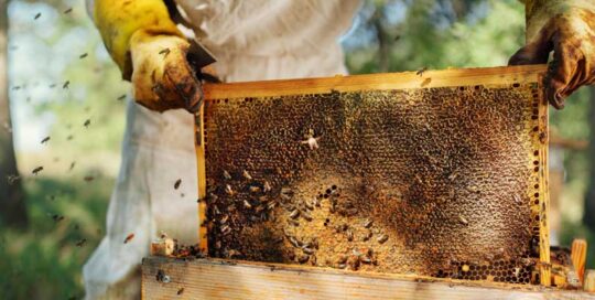 Backyard beekeeper, bees, honey