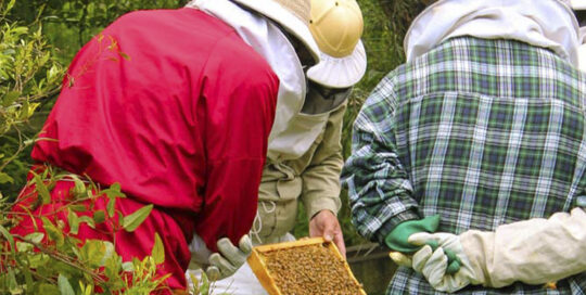 Beekeeping, people, beehive