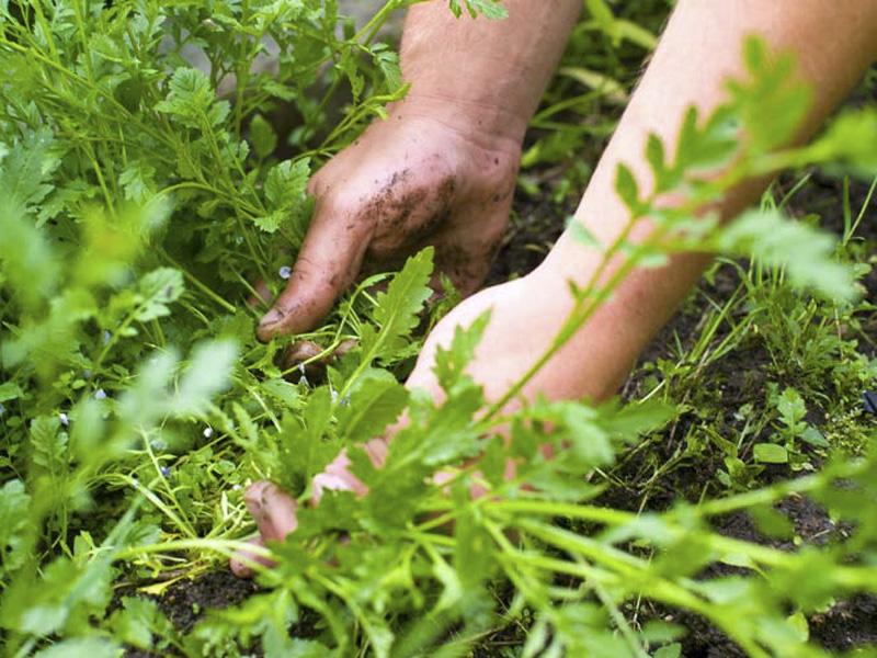 Person gardening edible weeds