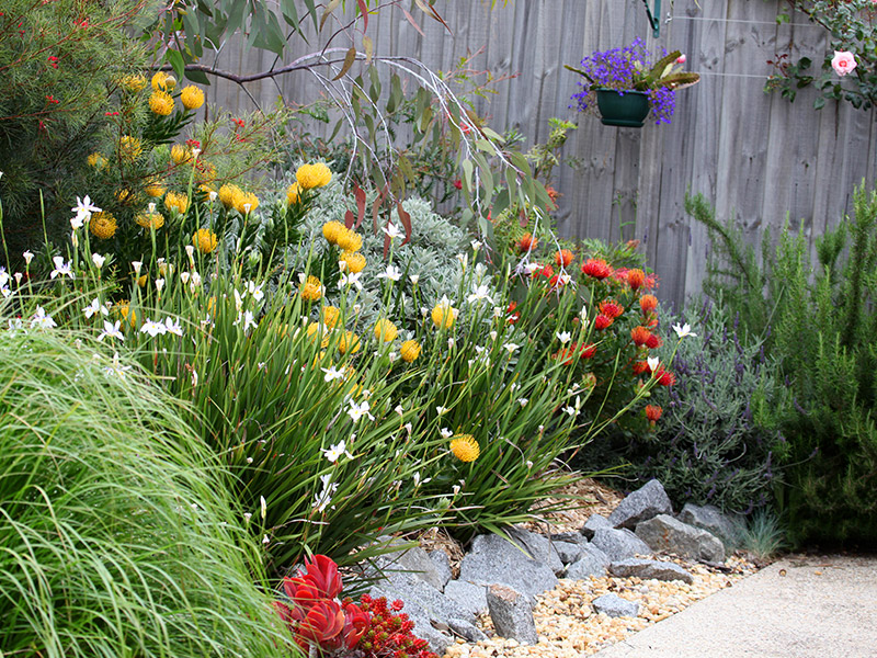 Native flowers produce a colourful garden design.