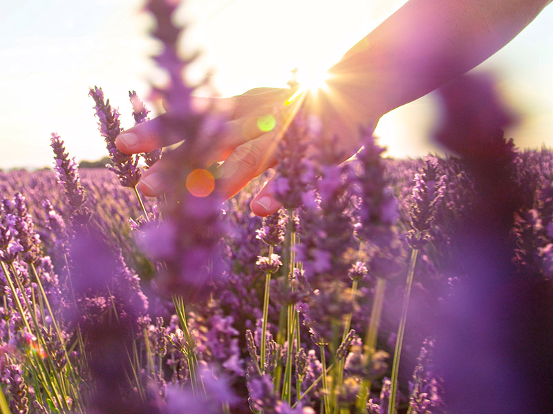 A hand moves through a field of lavender as the sun sets.