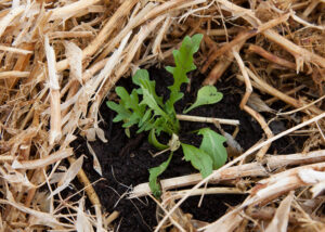 A young seedling surrounded by mulch
