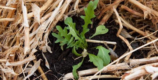 A young seedling surrounded by mulch
