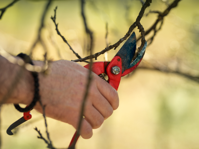 Secateurs being used to prune a tree