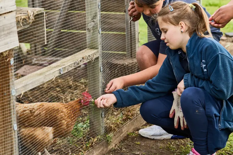 A student feeding a chicken greens through a flywire coop wall