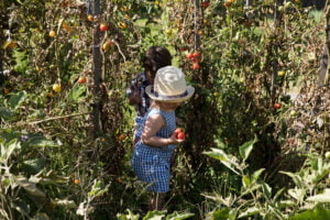 children walking through the farm at CERES holding tomatoes.