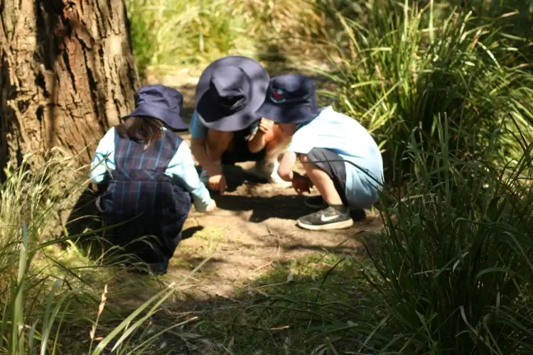 Students huddled by a tree in a wetland on an excursion